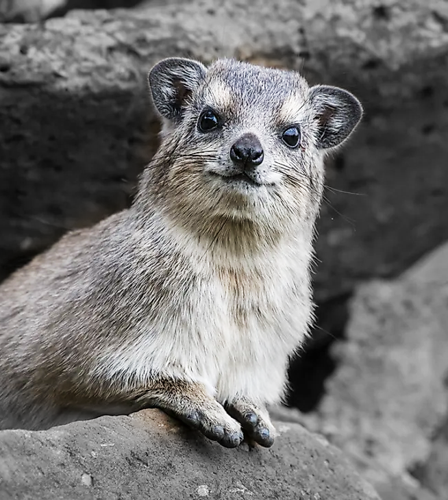 Hyrax